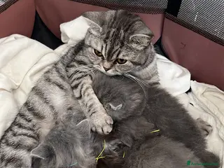 Scottish gatti Schottish straight - Annuncio 31