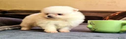 Spitz cani in vendita: Spitz di Pomerania NANO  - Annuncio 1