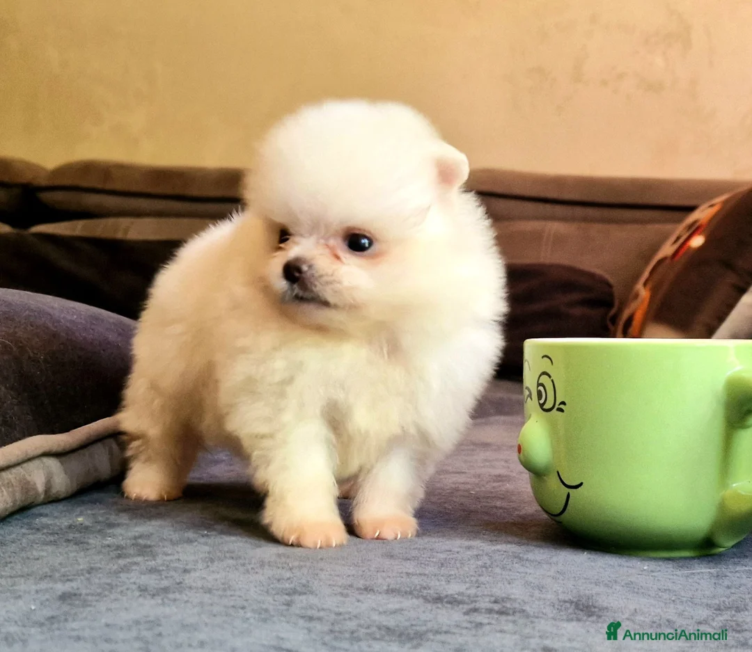 Spitz cani in vendita: Spitz di Pomerania NANO  - Annuncio 1