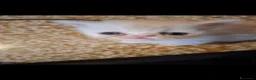 Persiano gatti in vendita: Persiani ipertipico - Annuncio 10