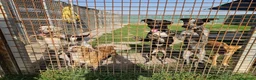 Meticcio cani in regalo: Gioia: cucciolona equilibrata e socievole  - Annuncio 6