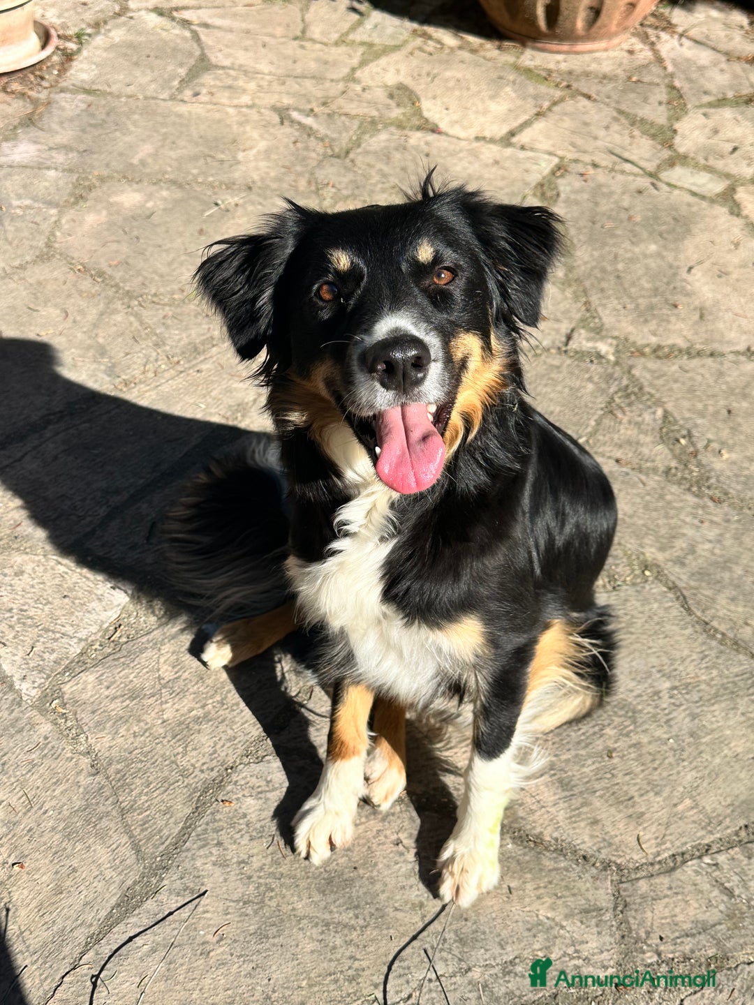 Border Collie cani in vendita: Vendita cucciola di Border Collie  - Annuncio 2