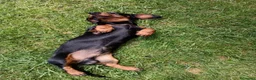 Bassotto cani in vendita: Bassotto tedesco  - Annuncio 7