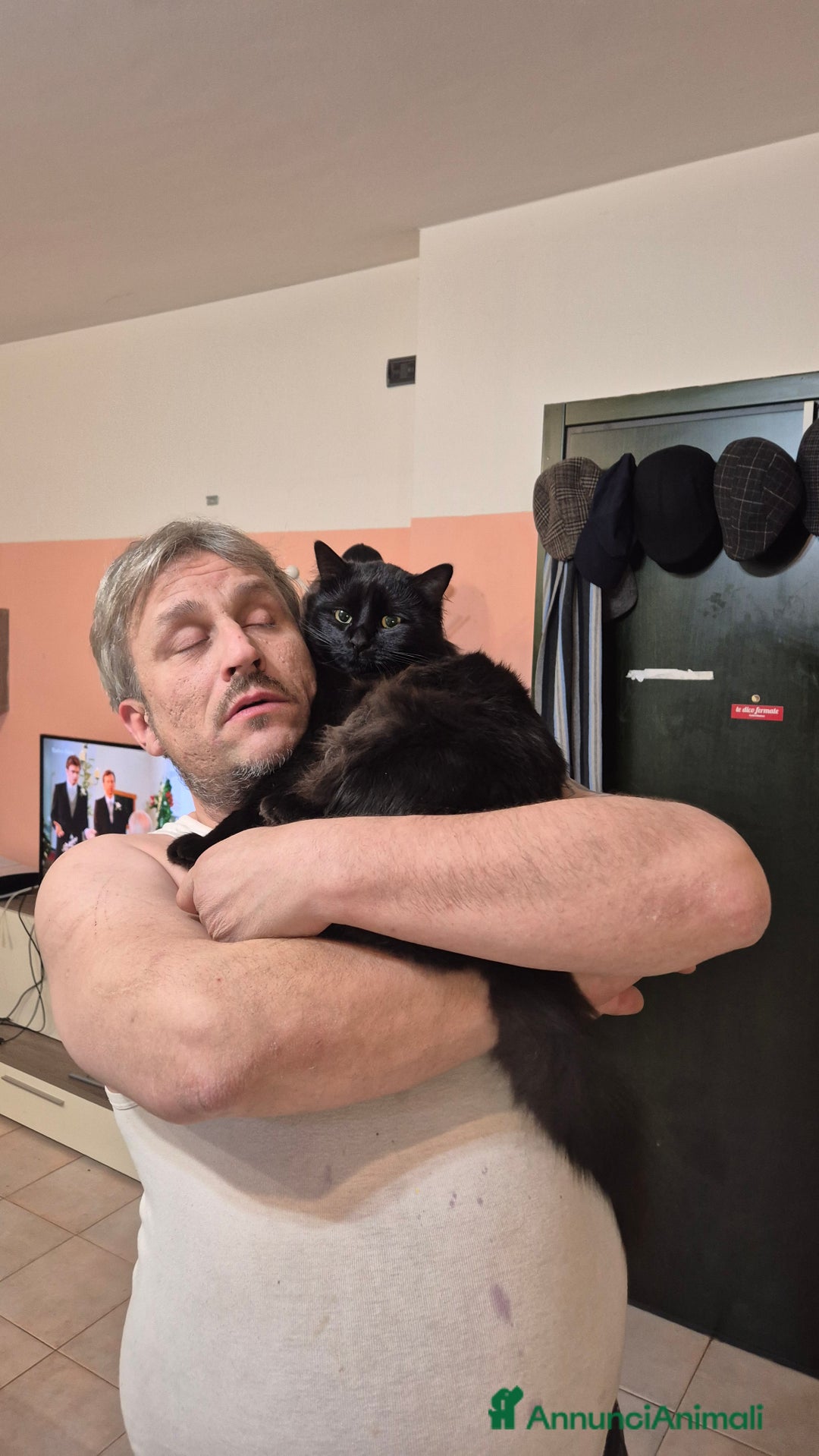 Maine Coon gatti per accoppiamento: Roki24 - Annuncio 2