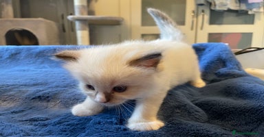 Ragdoll gatti a Provincia di Pavia - Annuncio 3