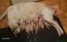 Golden Retriever cani in vendita: Golden retriever  a Provincia di Pavia - Immagine 4