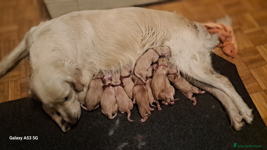Golden Retriever cani in vendita: Golden retriever  a Provincia di Pavia - Immagine 4