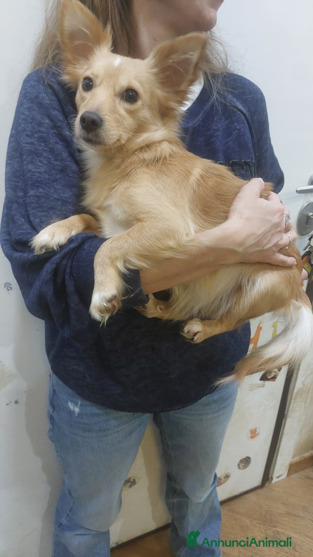 Meticcio cani in regalo: MIA mix chihuahua taglia mini cerca casa - Annuncio 3