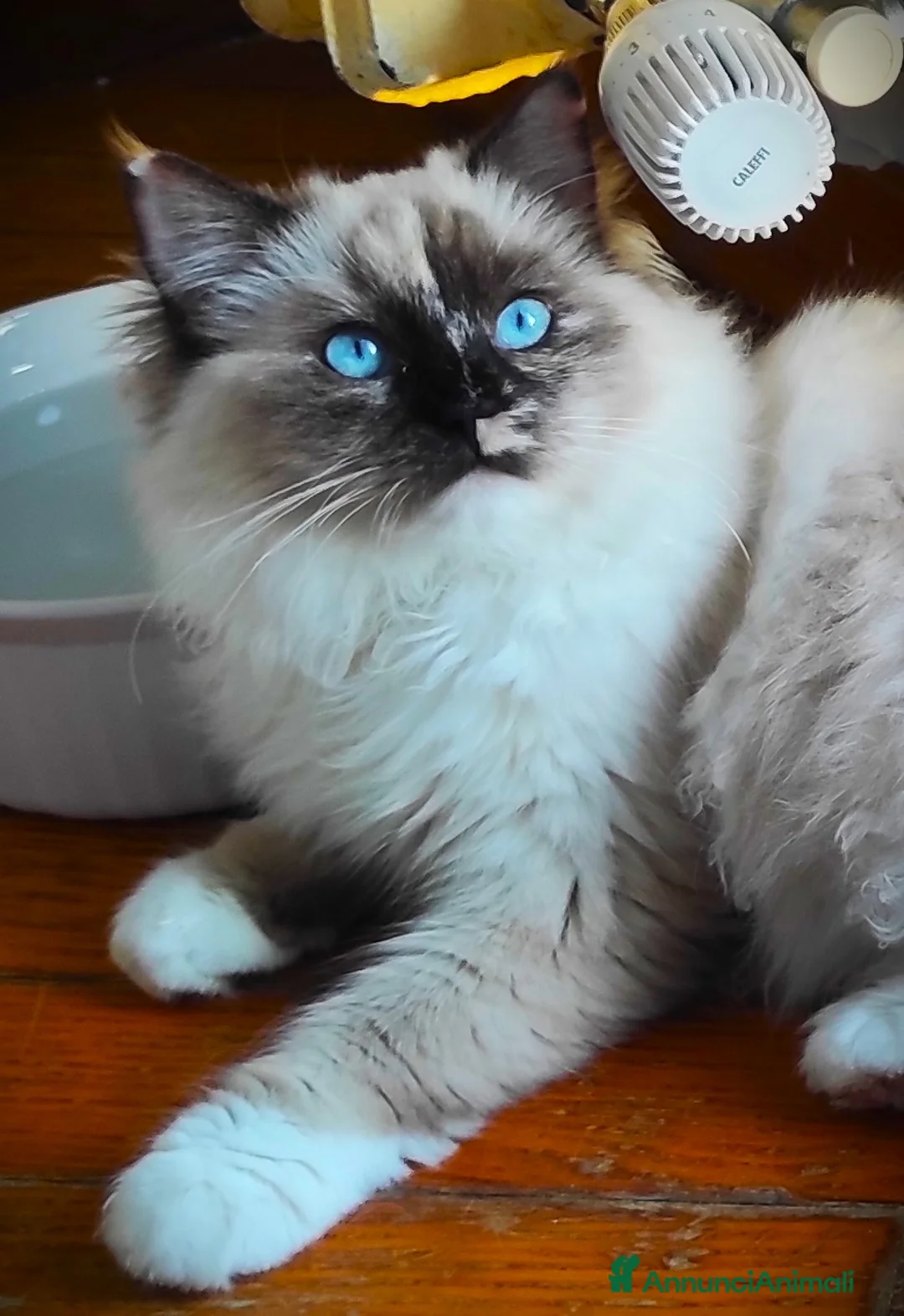 Immagine della galleria {{count}}