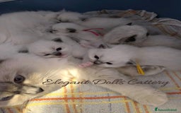 Ragdoll gatti in vendita: Ragdoll cucciola blu mitted disponibile  a Città metropolitana di Roma Capitale - Immagine 6