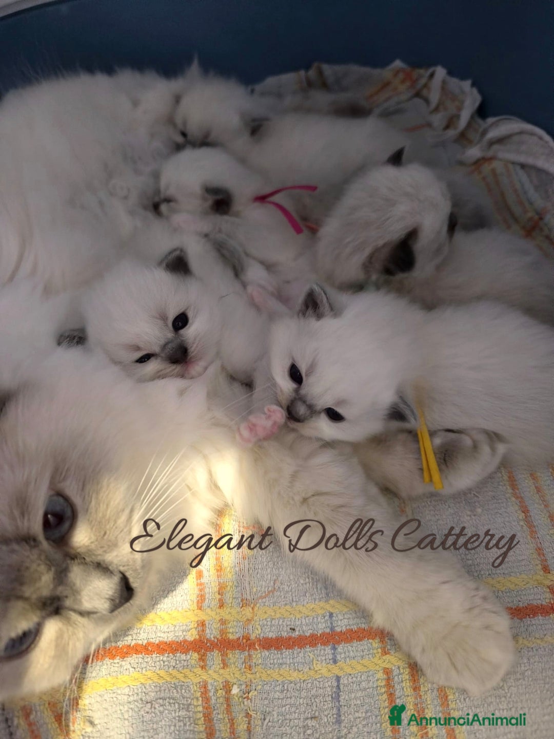 Ragdoll gatti in vendita: Ragdoll cucciola blu mitted disponibile  a Città metropolitana di Roma Capitale - Immagine 6