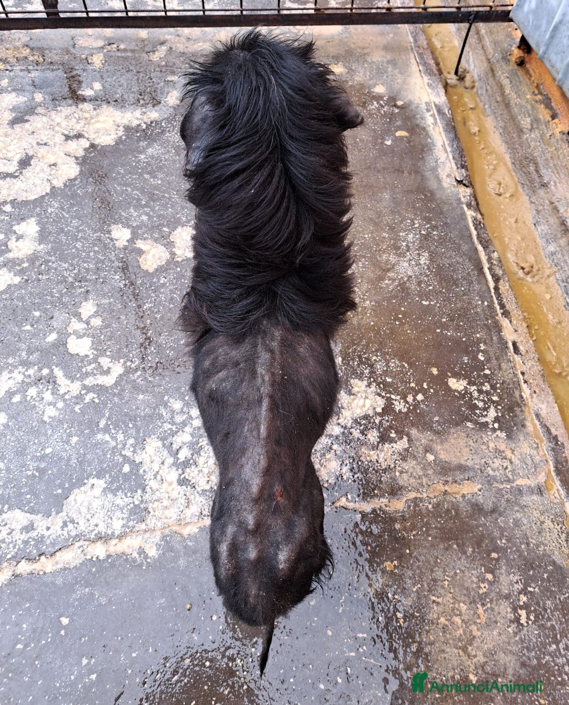 Altre razze cani MERLINO - SE QUESTO è  UN CANE..... a Città metropolitana di Roma Capitale - Annuncio 29