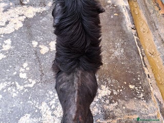 Altre razze cani MERLINO - SE QUESTO è UN CANE..... a Città metropolitana di Roma Capitale - Annuncio 21