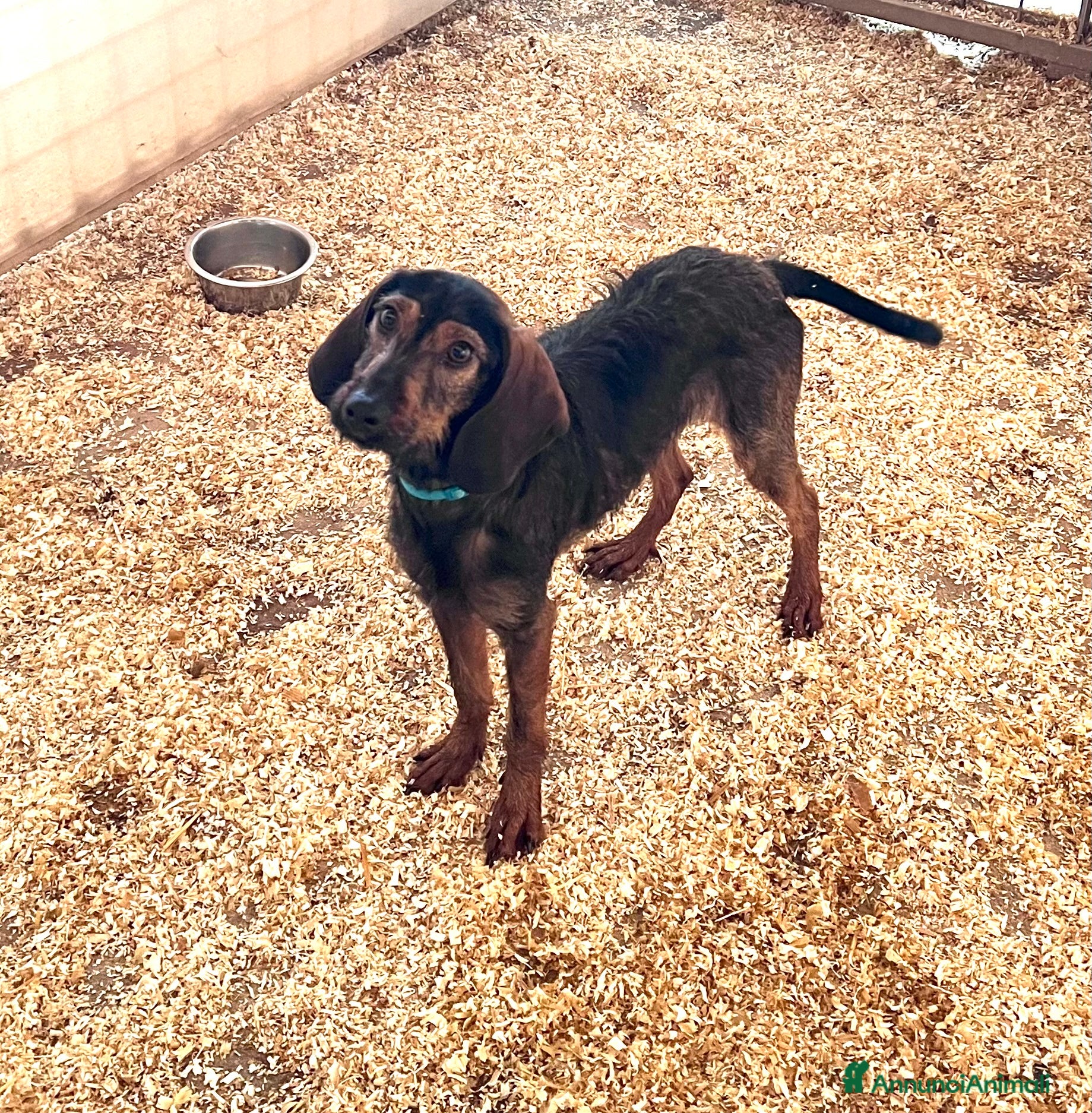 Segugio dell'Appennino cani Femmina Segugio dell’appennino - Annuncio 2