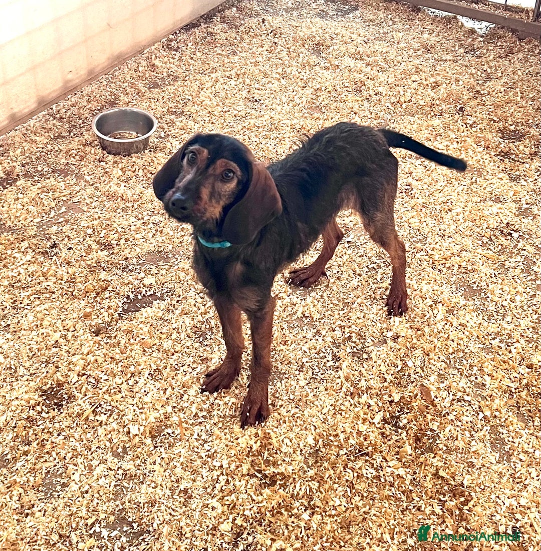 Segugio dell'Appennino cani in vendita: Femmina Segugio dell’appennino - Annuncio 2