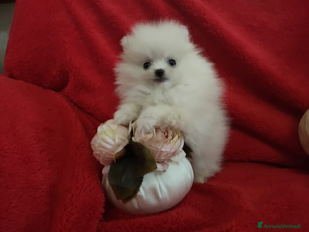 Spitz cani in vendita: Spitz tedesco di Pomerania bianco  - Annuncio 6