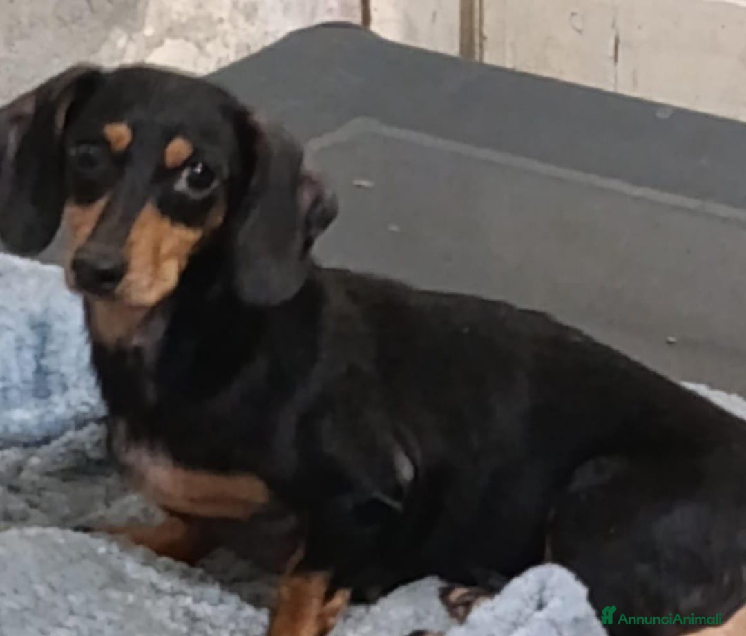 Bassotto cani in vendita: Bassotto Kaninchen a Provincia di Pavia - Immagine 7