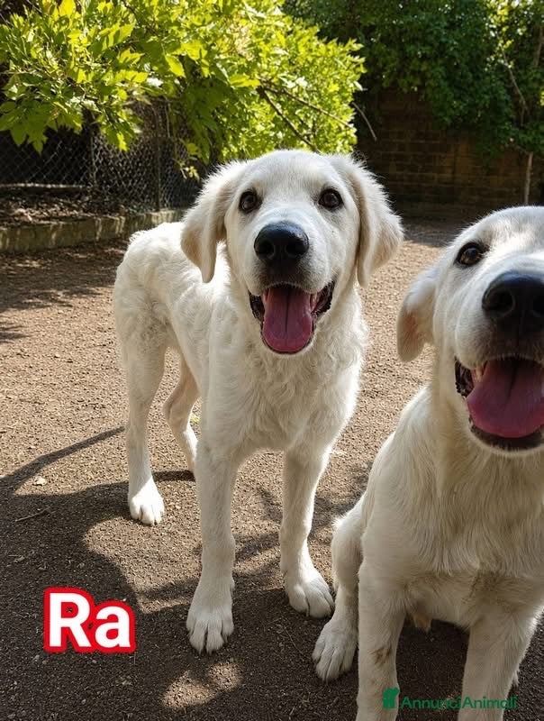 Pastore Abbruzzese Maremmano cani in regalo: Tre fratellini cercano famiglia  - Annuncio 1