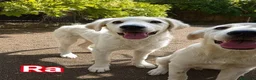 Pastore Abbruzzese Maremmano cani in regalo: Tre fratellini cercano famiglia  a Città metropolitana di Milano - Annuncio 1
