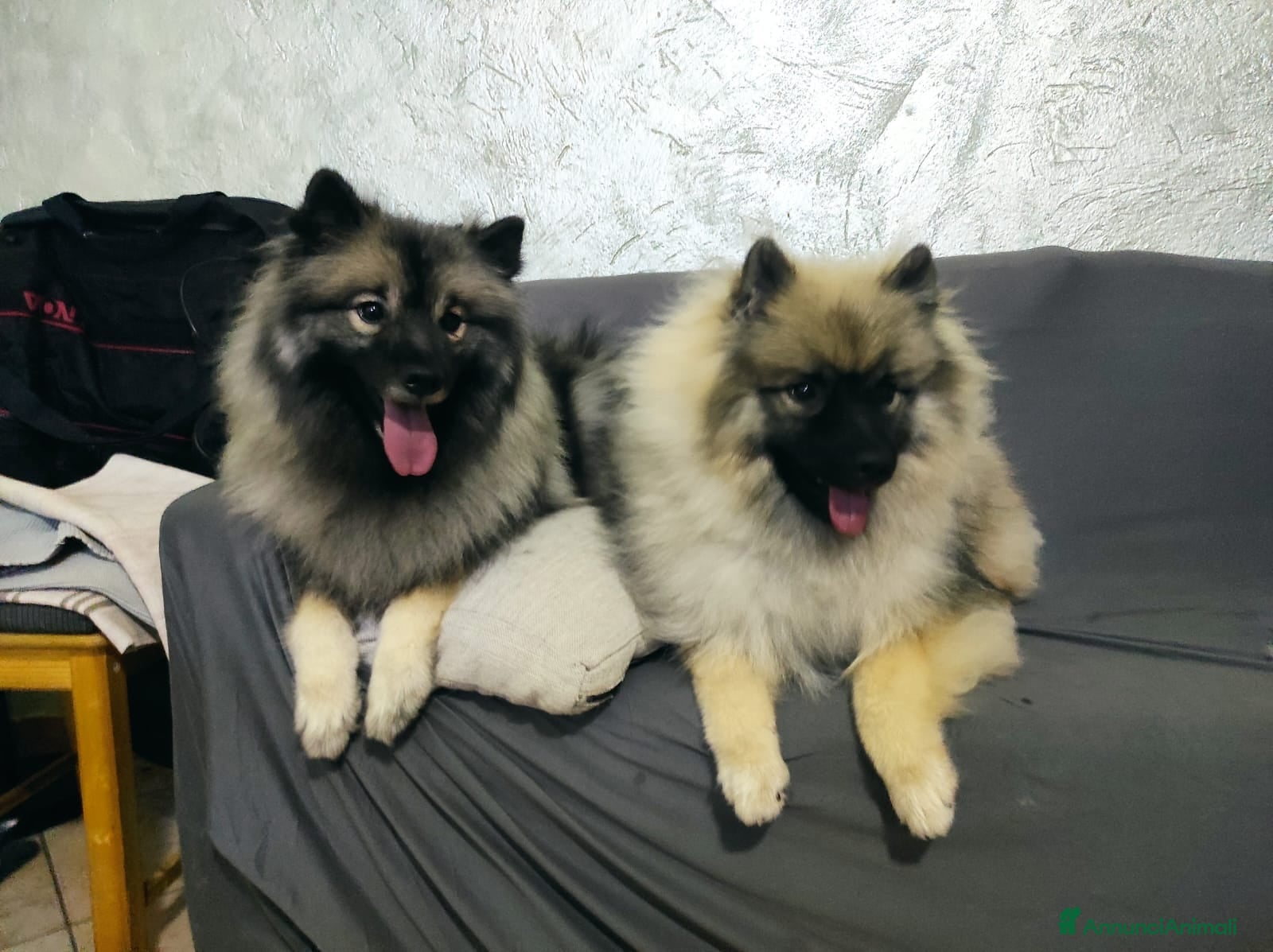 Wolfspitz cani Wolfspitz keeshond  - Annuncio 1