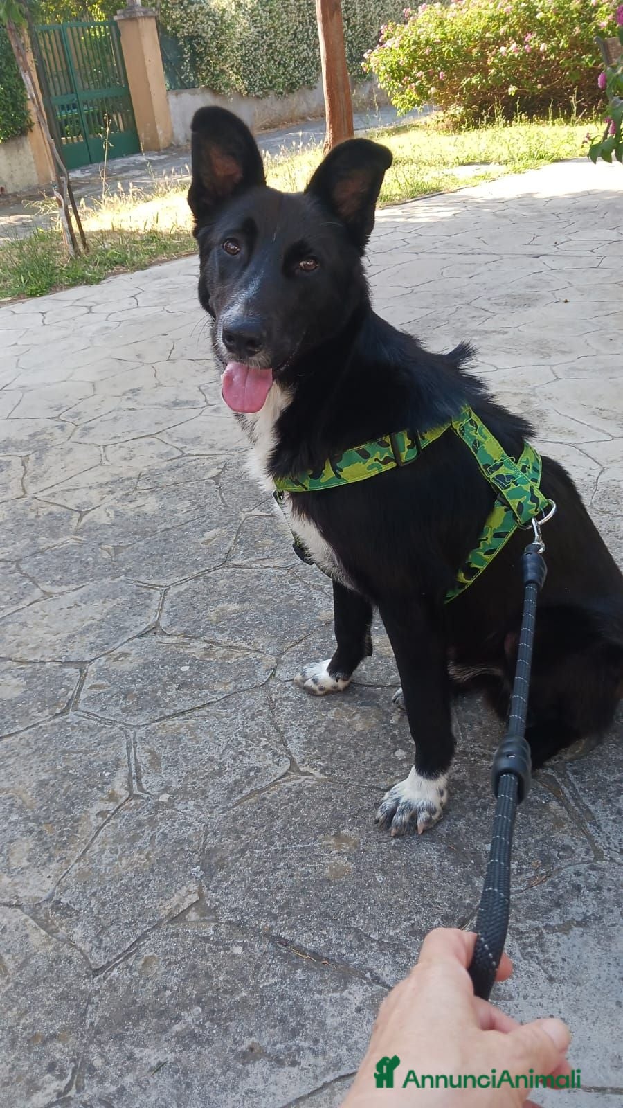 Pastore Belga cani Cucciolo di pastore belga cerca casa  - Annuncio 28