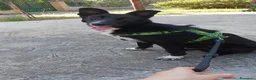Pastore Belga cani in regalo: Cucciolo di pastore belga cerca casa  a Provincia di Catanzaro - Annuncio 1