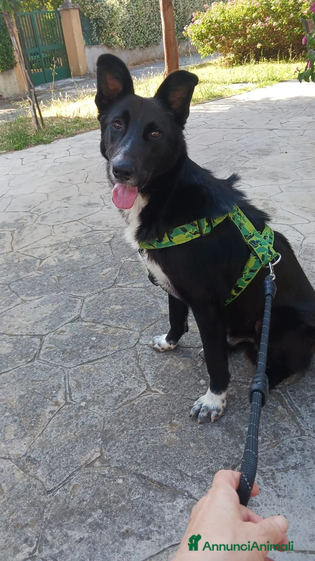 Pastore Belga cani in regalo: Cucciolo di pastore belga cerca casa  a Provincia di Catanzaro - Annuncio 1