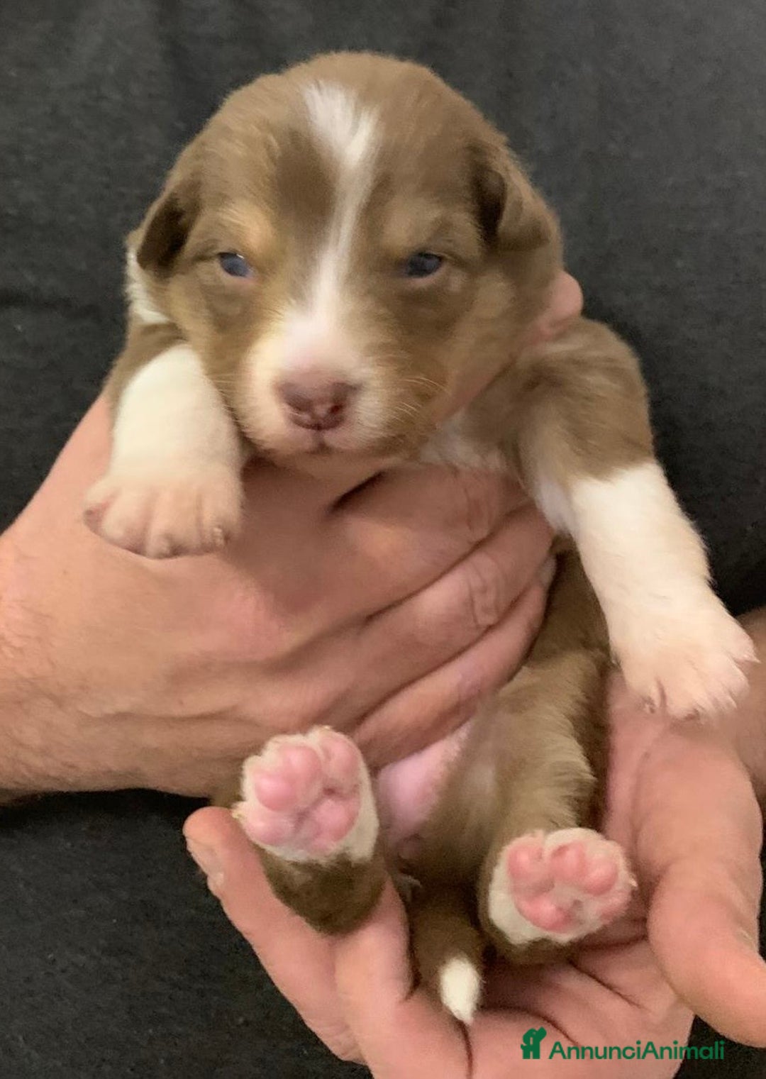 Australian Shepherd cani in vendita: Cuccioli di Pastore Australiano - Annuncio 4