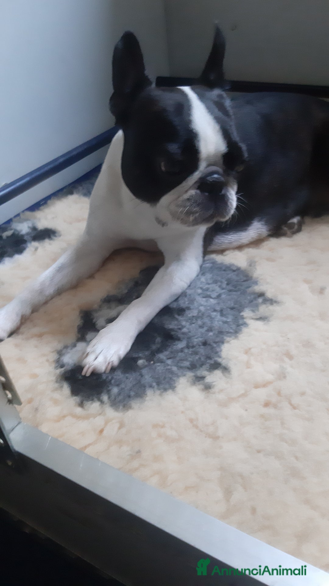 Boston Terrier cani in vendita: Boston terrier con pedigree  a Metropolitan City of Milan - Immagine 18