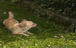 Chihuahua cani in vendita: Chihuahua maschio pelo lungo a Provincia di Gorizia - Immagine 2