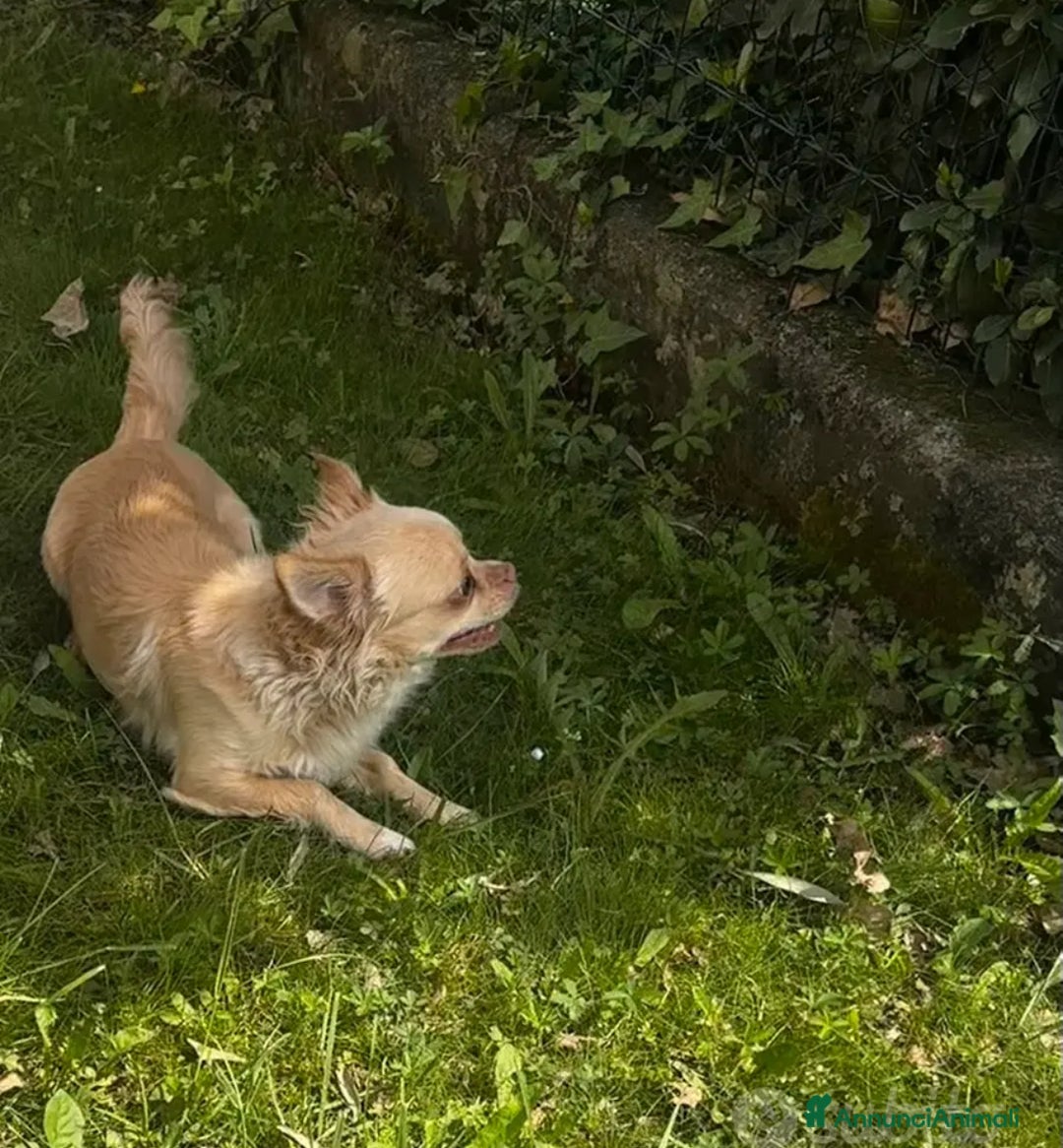 Chihuahua cani in vendita: Chihuahua maschio pelo lungo a Provincia di Gorizia - Immagine 2