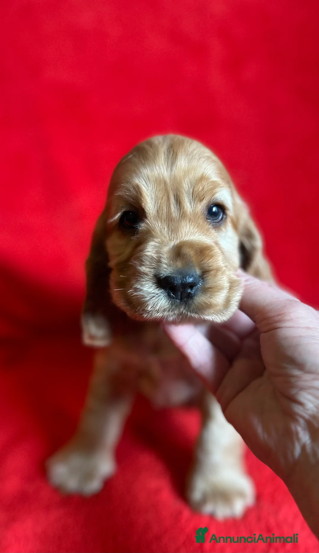 Cocker cani in vendita: Cucciolo maschio fulvo ottimo temperamento salute  - Annuncio 2