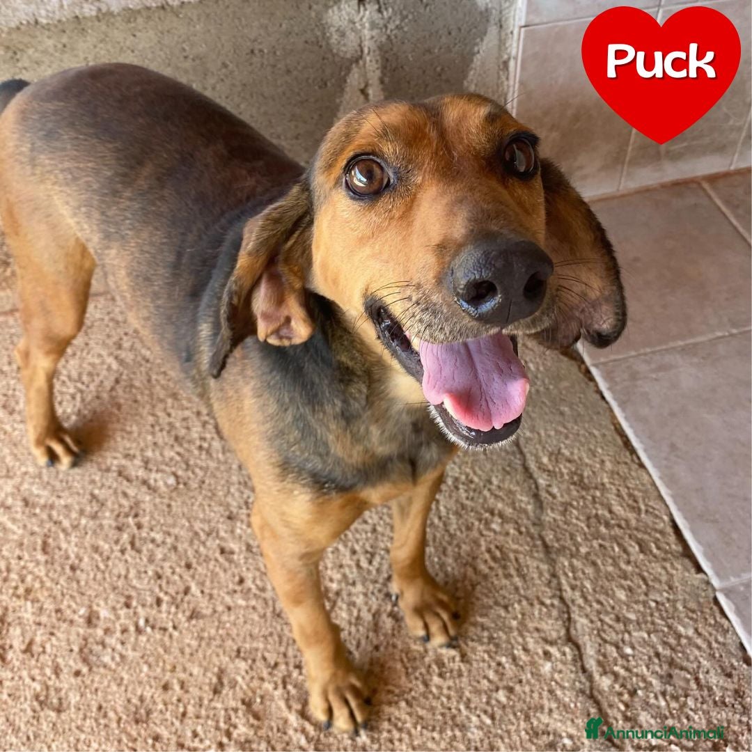 Segugio cani in regalo: Puck segugetto 5 anni cerca casa - adozione - Annuncio 1