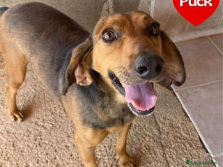 Segugio cani Puck segugetto 5 anni cerca casa - adozione - Annuncio 3