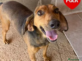 Segugio cani Puck segugetto 5 anni cerca casa - adozione - Annuncio 4