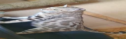 Bengala gatti in vendita: Cuccioli bengala Silver e Brown  - Annuncio 8