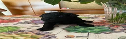 Barboncino Toy cani in vendita: Disponibile splendido cucciolo di barboncino  - Annuncio 7