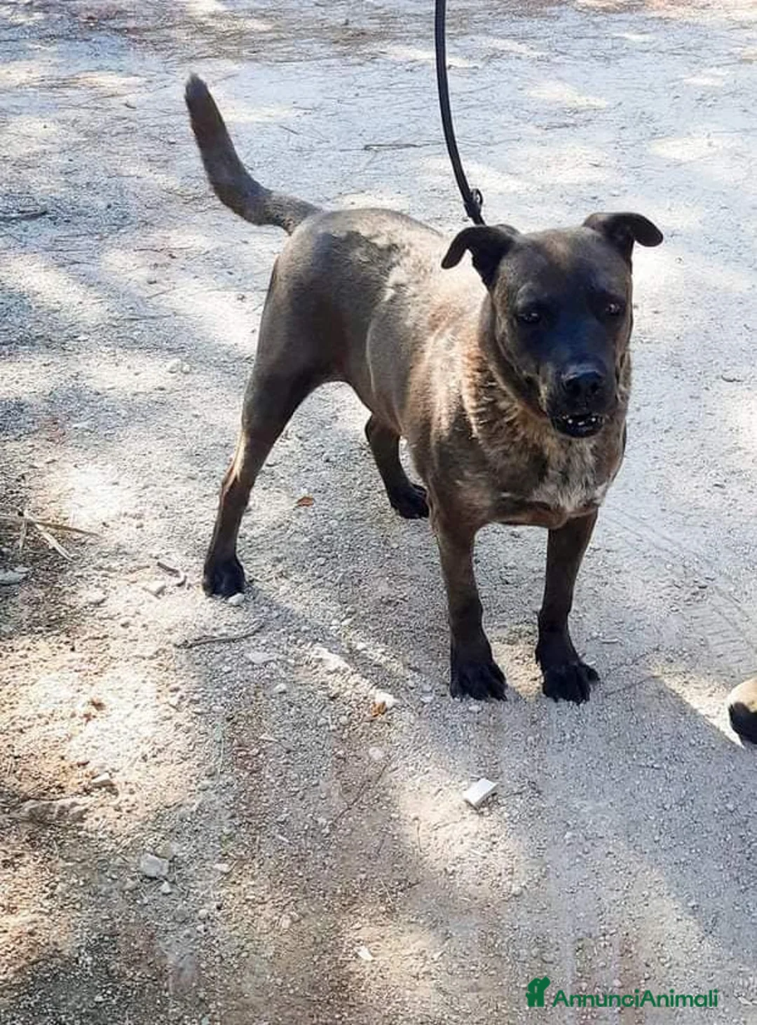 Meticcio cani in regalo: 5anni manto nocciola triste in canile.LECCE SOS a Città metropolitana di Milano - Annuncio 3
