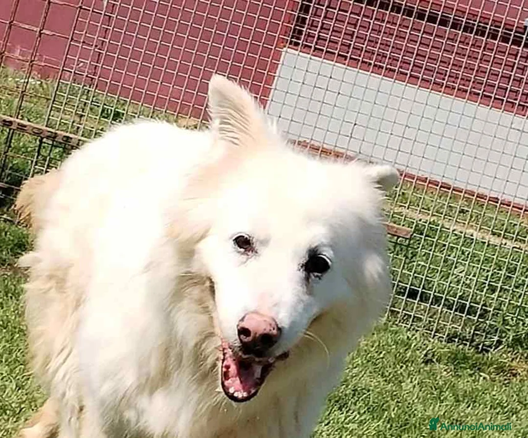 Pastore Maremmano cani in regalo: Urge casa per Nonnina Cleopatra  a Provincia di Latina - Annuncio 5