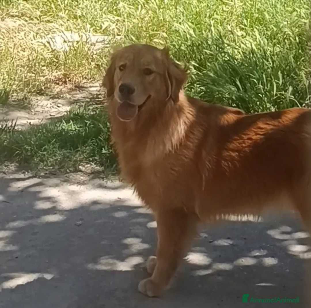 Golden Retriever cani in vendita: Golden retriever anglo americani pedigree ENCI  - Annuncio 2