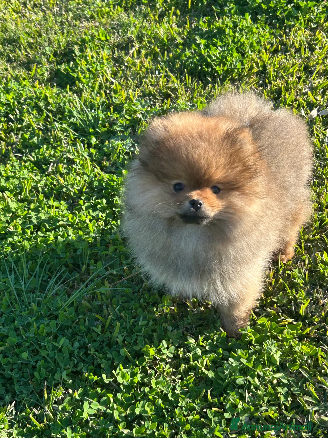 Spitz cani in vendita: Spitz tedesco nano ( Volpino di Pomerania)  - Annuncio 3