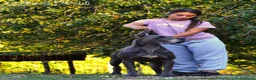 Alano cani in vendita: Alani cuccioli Neri e Blu - Annuncio 2