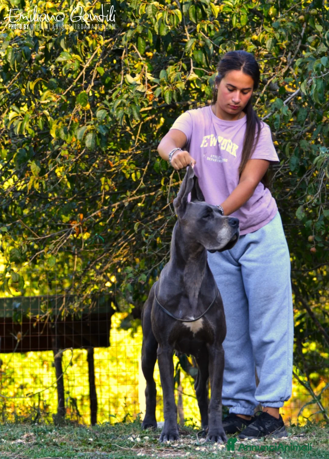 Alano cani in vendita: Alani cuccioli Neri e Blu - Annuncio 2