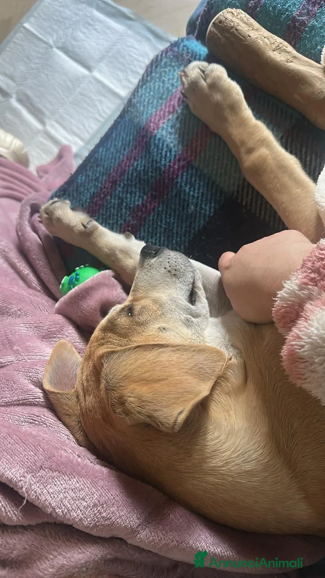 Meticcio cani in regalo: Undi cerca amore - Annuncio 2