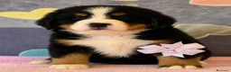 Bovaro del Bernese cani in vendita: Bovaro del Bernese Cuccioli disponibili  - Annuncio 8