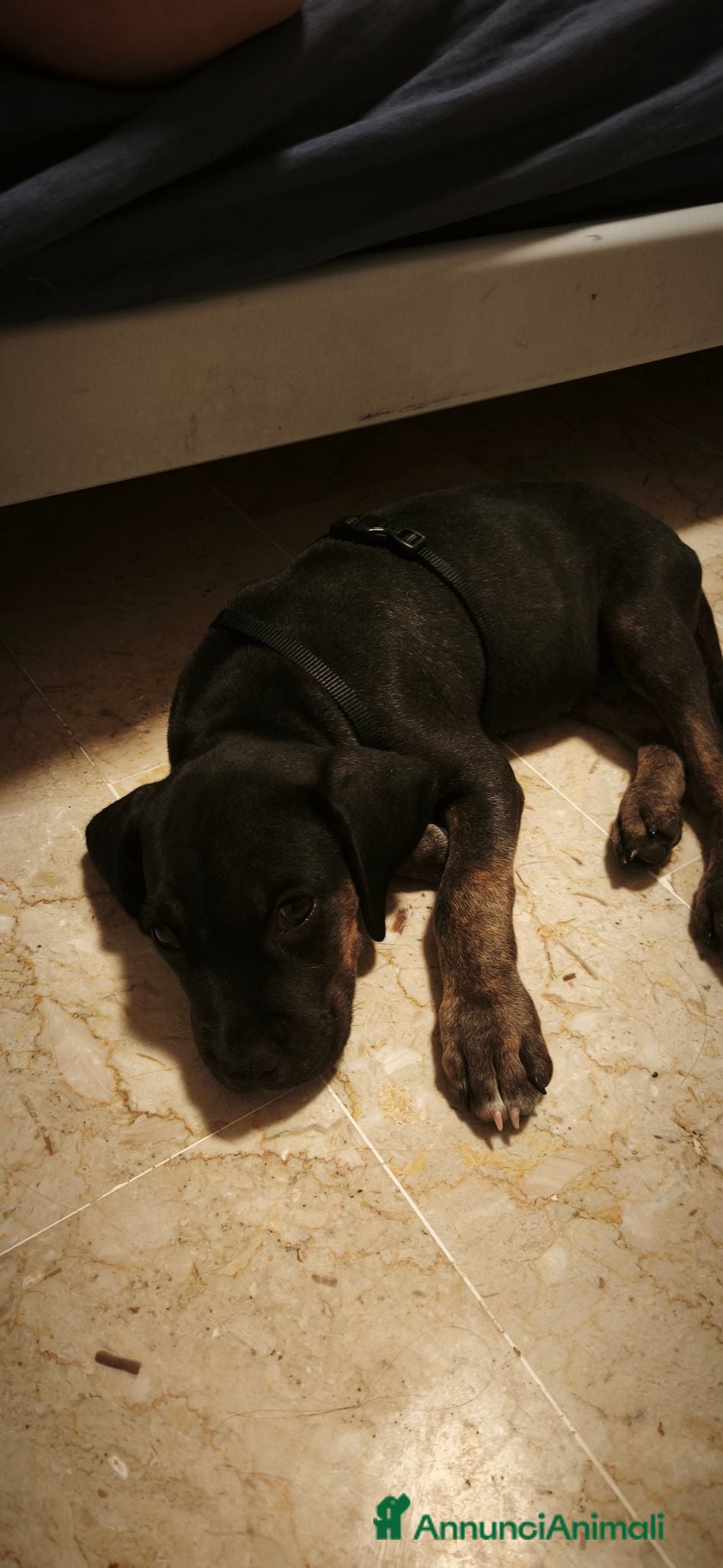 Cane Corso cani Cuciolo cane corso  - Annuncio 22