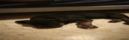 Cane Corso cani in vendita: Cuciolo cane corso  - Annuncio 1
