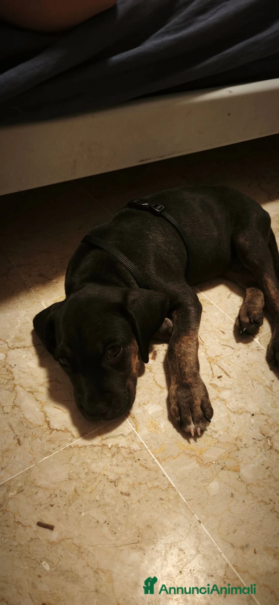 Cane Corso cani in vendita: Cuciolo cane corso  - Annuncio 1