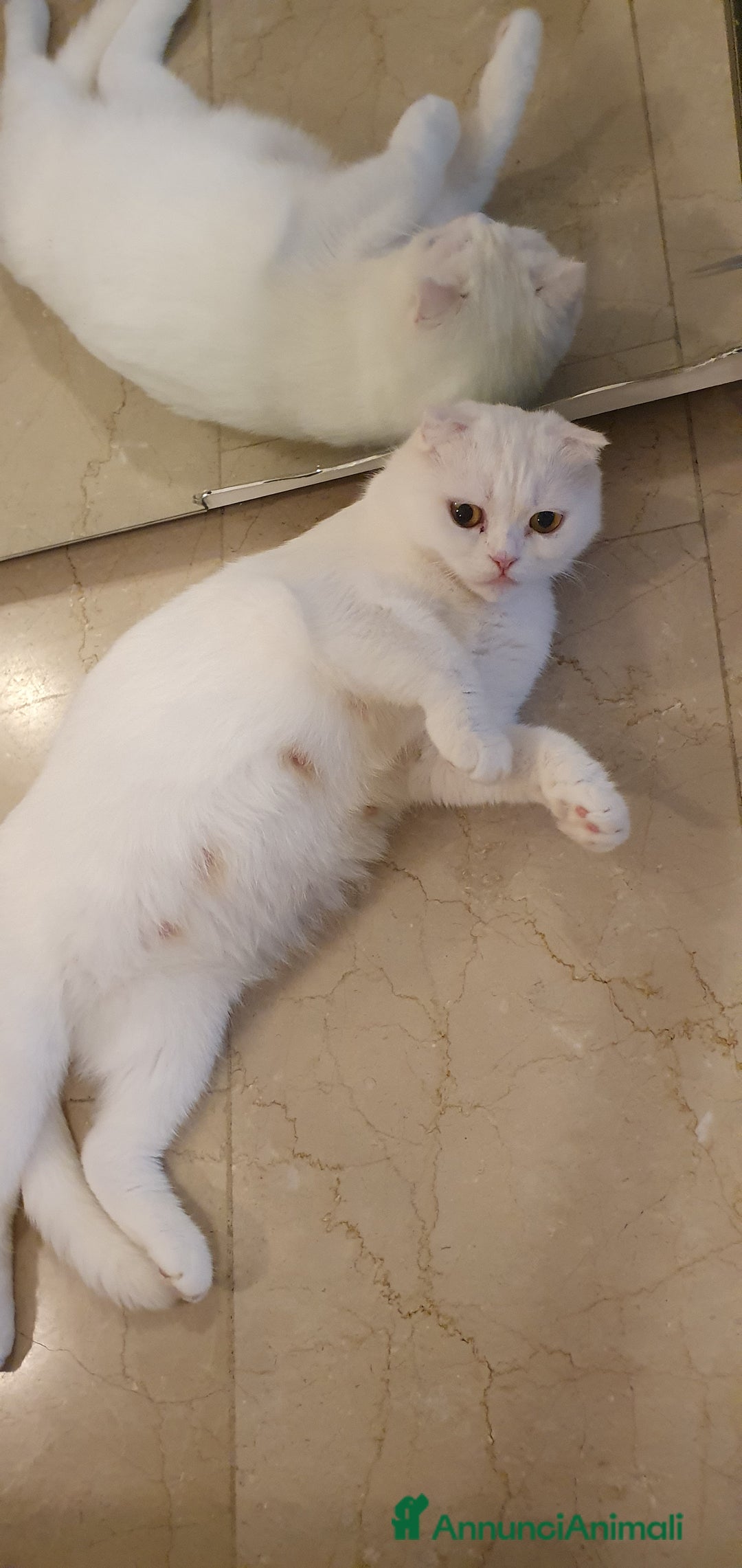 British gatti in vendita: Bellissimi cuccioli  - Annuncio 1