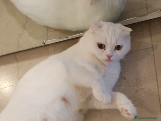 British gatti Bellissimi cuccioli - Annuncio 1